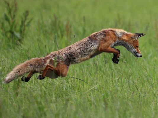 F U C H S S P R U N G