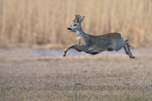 „ f u l l . s p e e d “ & „ h o c h f l ü c h t i g “