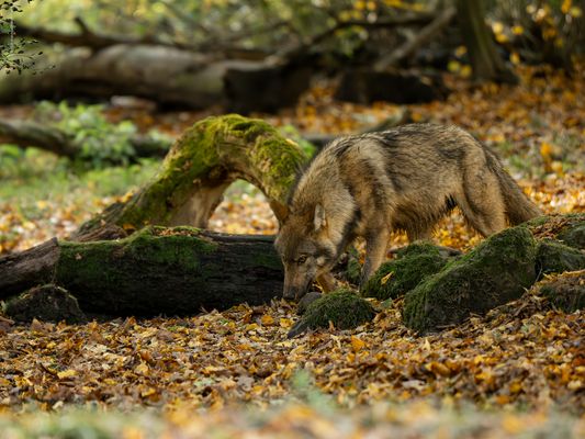 ----- f ü n f . t a g e -----