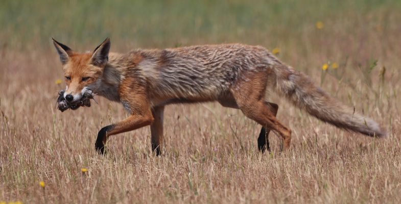 ________F Ü T T E R U N G _____