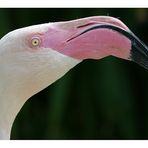 F wie Flamingo
