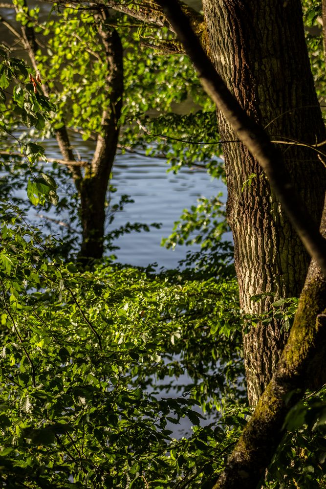 Und am Ende der Straße steht ein Baum am See... von FM-Photografix 