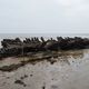 Wrack im Wattenmeer