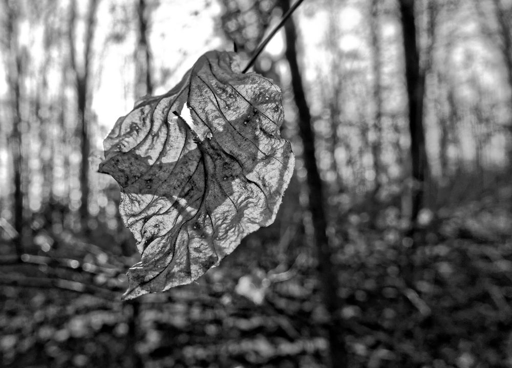 Herbstblatt im Winterwald von BaBoRa 