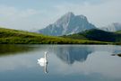 Schwan im Spiegel von Wast'l