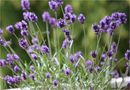 Lavendel im Wind von AnSichtsSachen15