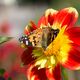 Schmetterling auf roter Blume