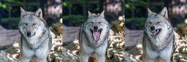 Wolf Portrait von gemsi