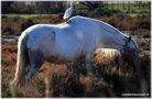 "oiseaux et cheval blance I." by BAUER STEFAN 