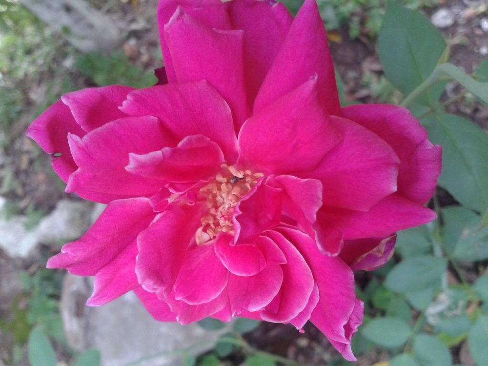 Hermosa Rosa de Juan Villarreal 