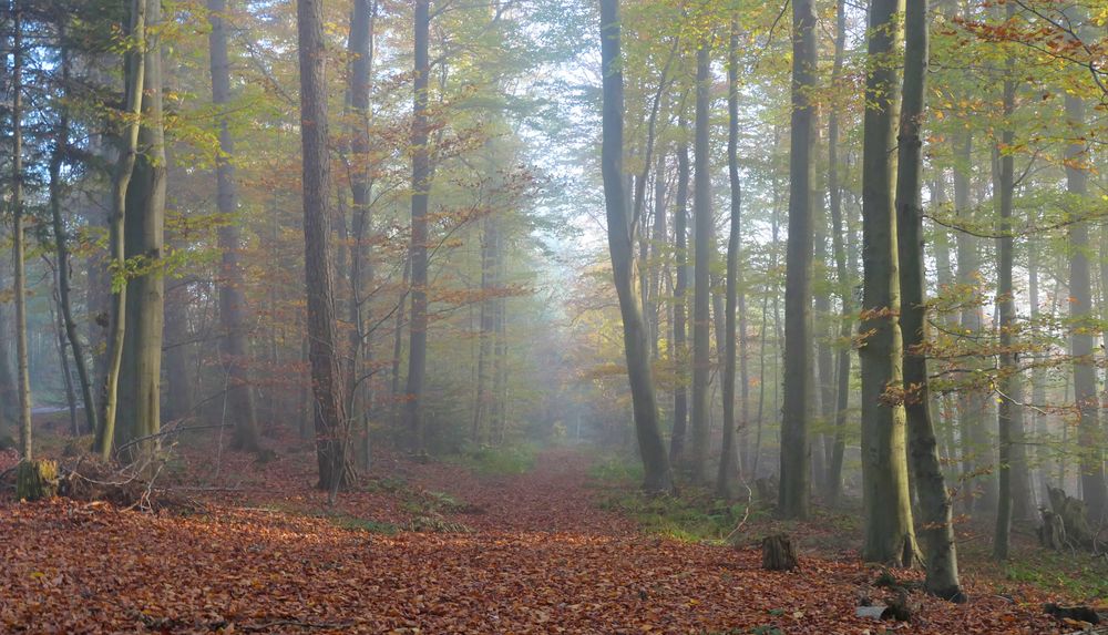 unser Wald von Mimi 2014