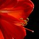 Amaryllis