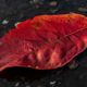 Red Leaf