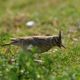 Crested lark