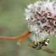 Bienenjagende Knotenwespe mit Beute