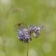 Schwebfliege auf Bienenfreund