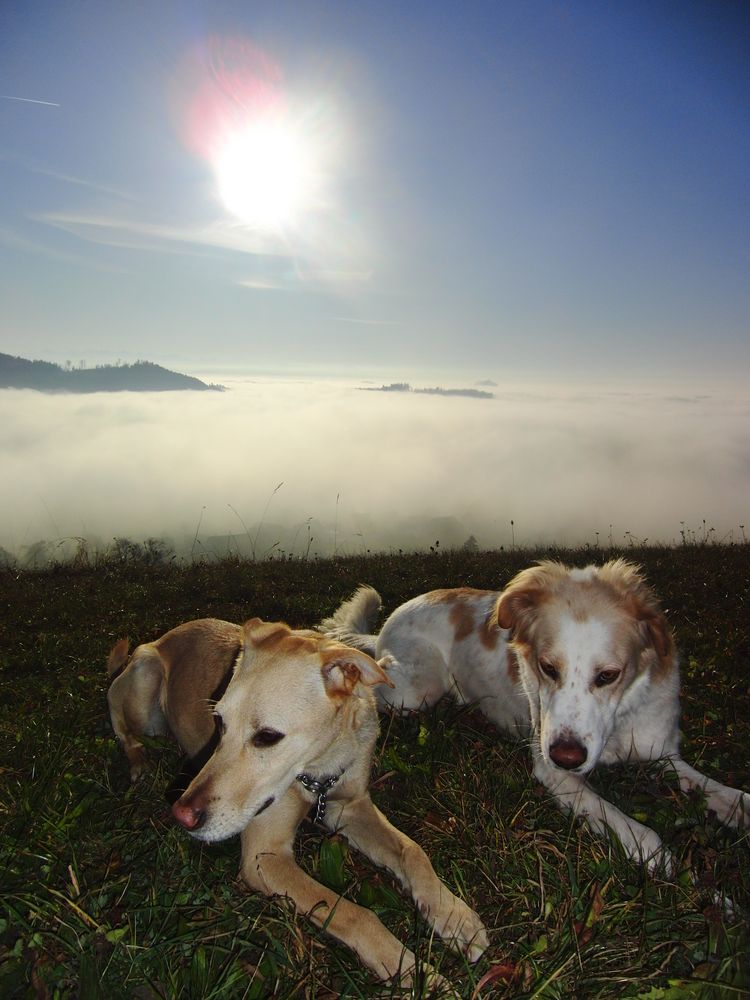 Freunde über dem Nebel von Paradise Bay 