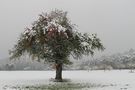 Herbstschnee  von peregrinus