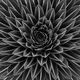 Phyllotaxis