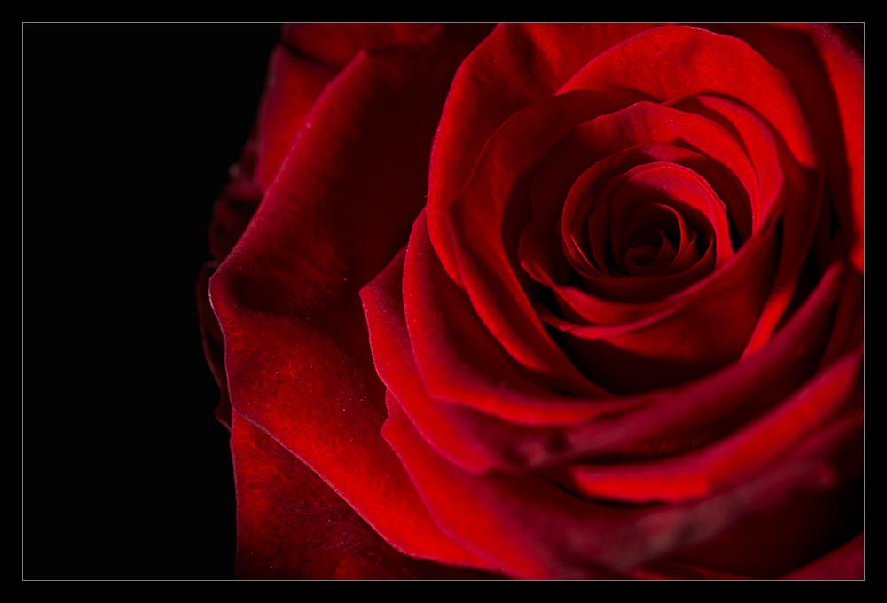 red rose by Marco Enderli 