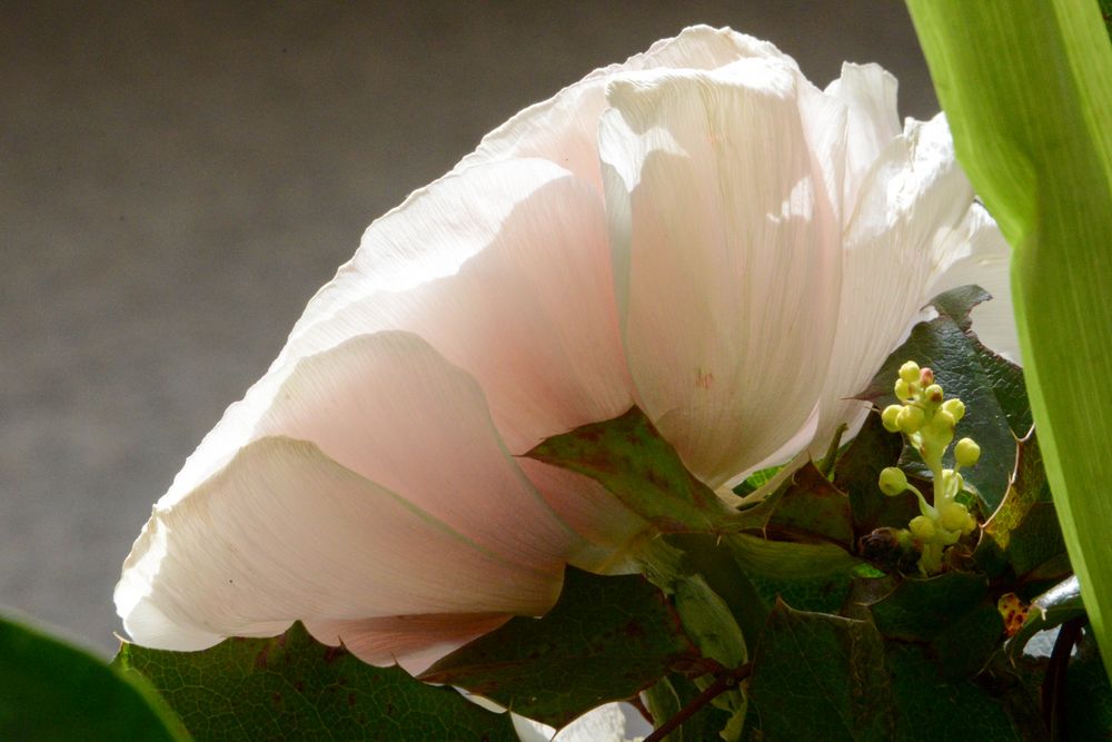 Rose - Ausschnitt aus einem Blumenstrauss von vrekem