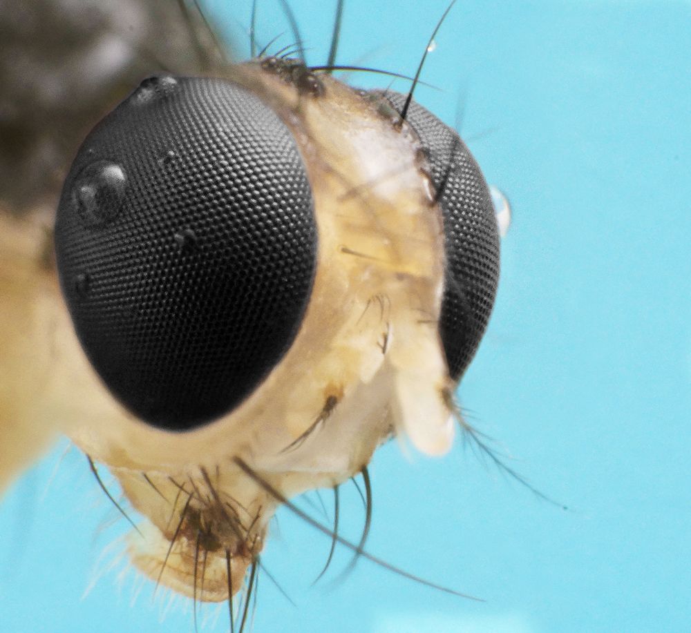 black eyed fly gesicht von nonamenoname