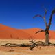 Dead Vlei 