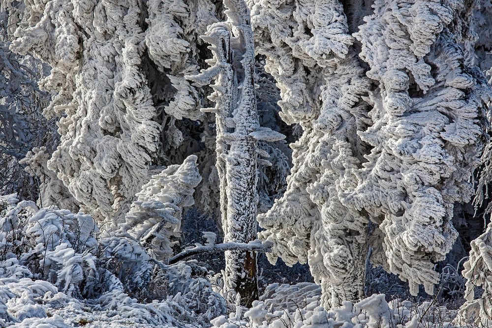 EISZAUBER auf dem Großen Feldberg/Ts. von Robert Bauer