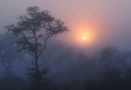 Nebel in der Buschveld-Savanne von heiko.wolf.sa