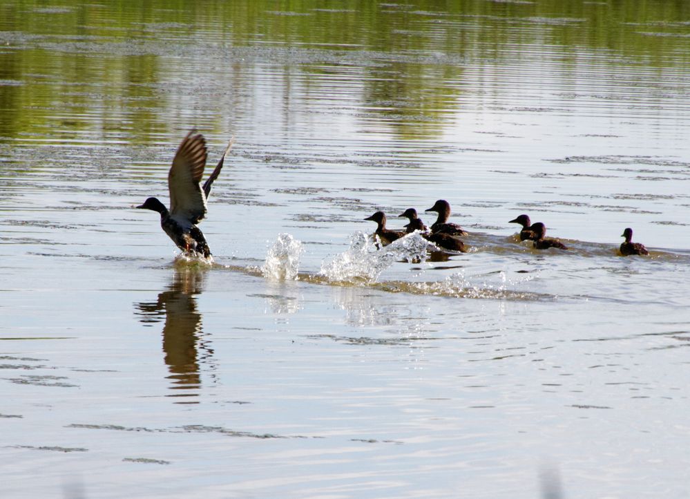 Flucht von Peter Sander