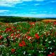 Coquelicots en pagaille