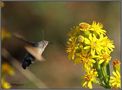 Macroglossum stellatarum von Le petit photographe