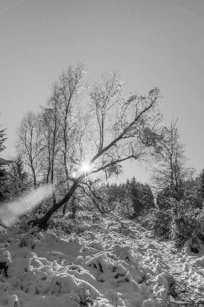 Schneebaum im Venn von Heini4700 