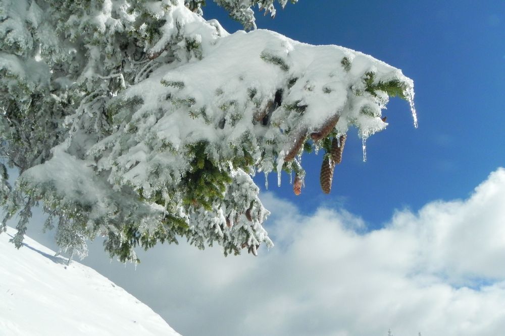 Wintertraum von Renate Erhart 