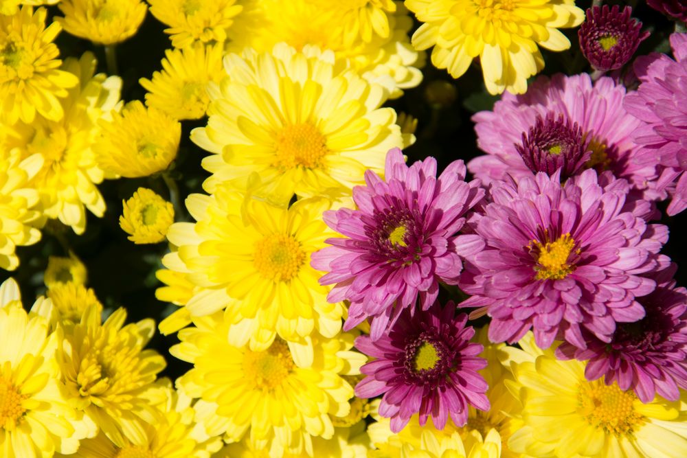 Chrysantheme in gelb und lila von Kellmann-Art