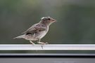 ...wo bleibt mein Frühstück ...? von Heidrun Ruetz 