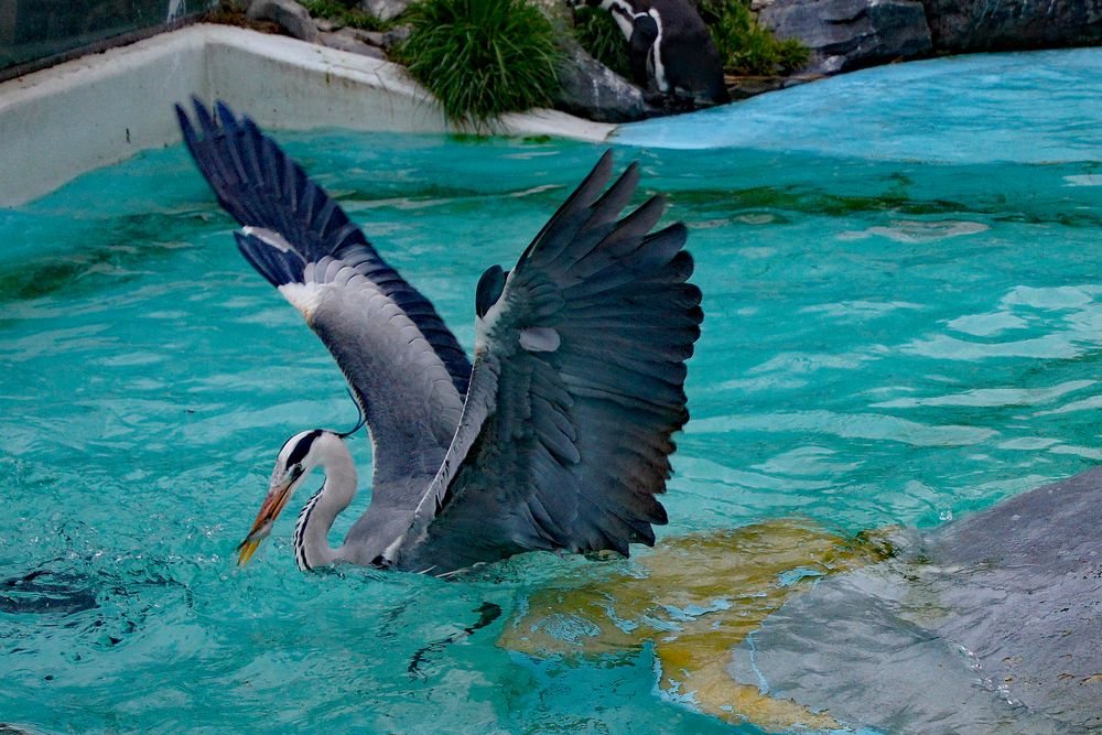 Fischfang von Birgit Vierbuchen