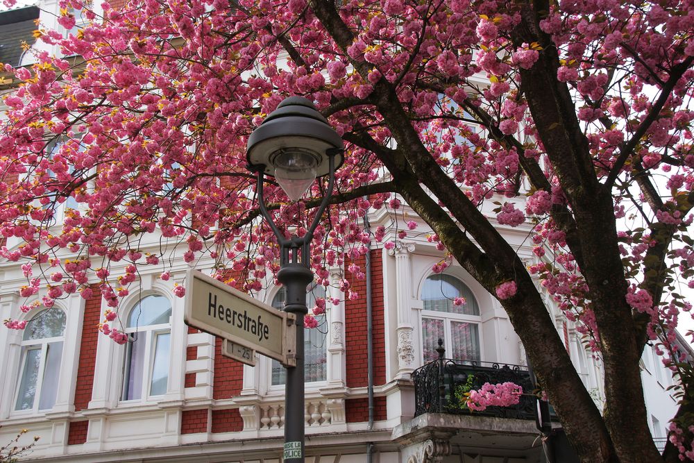 Bonner Mandelblüten  von Wolfgang Görgen