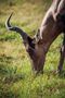 Antilope beim Grasen by Lucasso.Photography