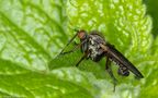 Gewürfelte Tanzfliege (Empis tessellata)  von Jürgen Reichel