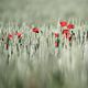 Mohn im Kornfeld