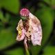 Mohn verblht mit Krabbenspinne