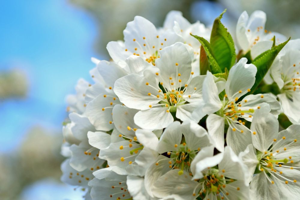 Kirschblüten von IsaIsa 