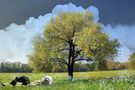 Mother Earth  di Gianpaolo Rossi