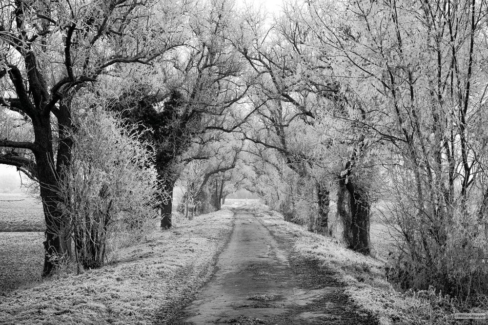 Winter-Allee von Wiltor