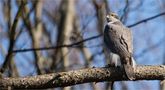 Northern goshawk by Manu T.