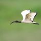 Heiliger Ibis (Threskiornis aethiopicus) im Flug