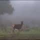 Nebel im Steinwald 3