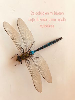 F6A4E075-5339-433A-8CD8-A455D485D872