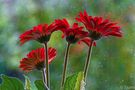 Gerbera